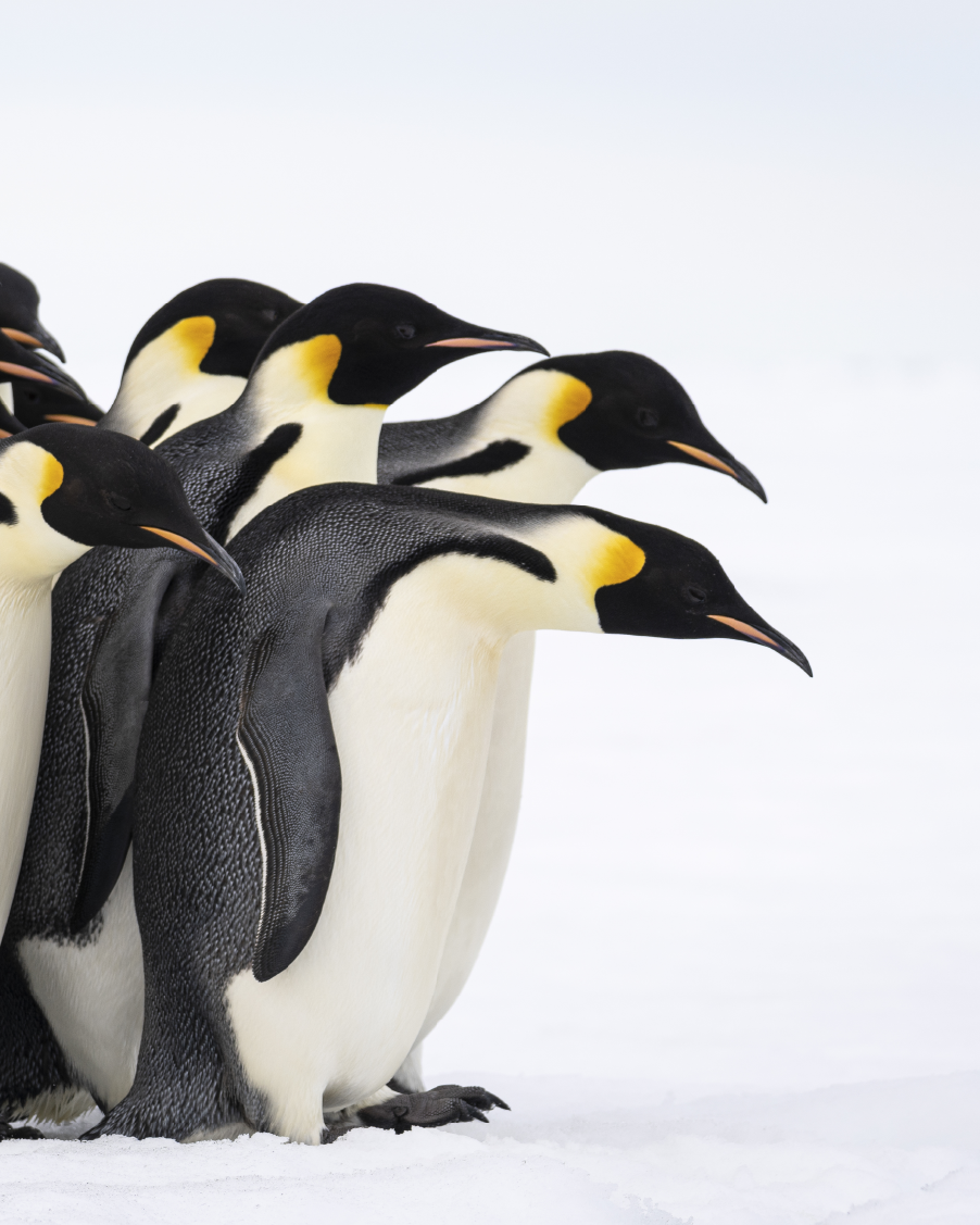 penguin species